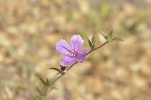 iNaturalist observation photo of Winecup Clarkia