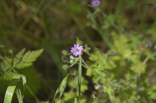 iNaturalist observation photo of Dove's-foot crane's-bill
