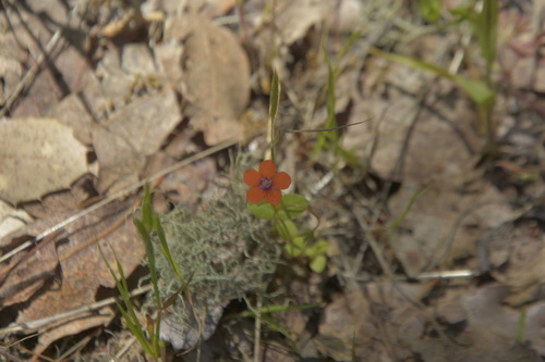 iNaturalist observation photo of scarlet pimpernel
