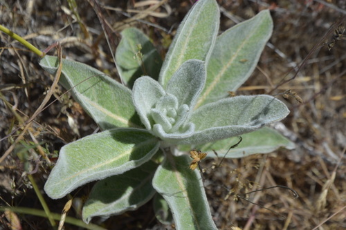 iNaturalist observation photo of woollypod milkweed
