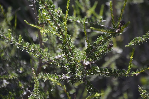 iNaturalist observation photo of chamise