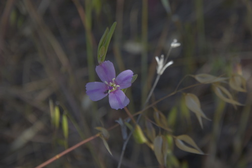 iNaturalist observation photo of Clarkias