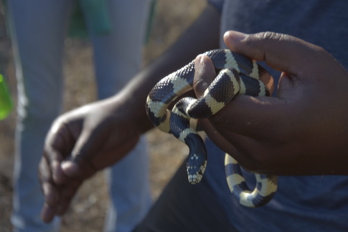 iNaturalist observation photo of California King Snake