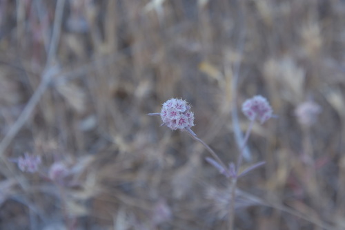 iNaturalist observation photo of pink spineflower