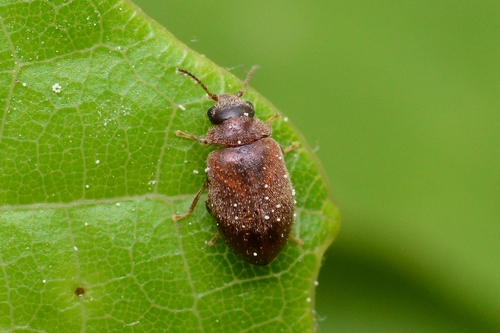 Genus Cyphon · iNaturalist