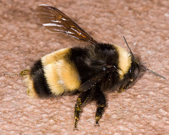 TERRICOLA (Yellow-banded Bumble Bee) (Bumble Bees of Northwestern ...