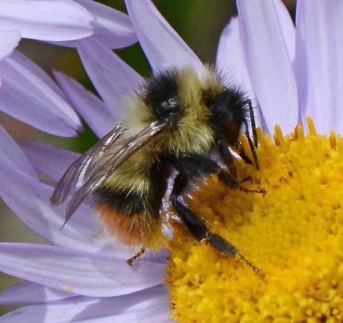 FRIGIDUS (Frigid Bumble Bee) (Bumble Bees of Northwestern Ontario ...