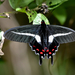 Parides bunichus - Photo (c) andersonwarkentin, all rights reserved, uploaded by andersonwarkentin