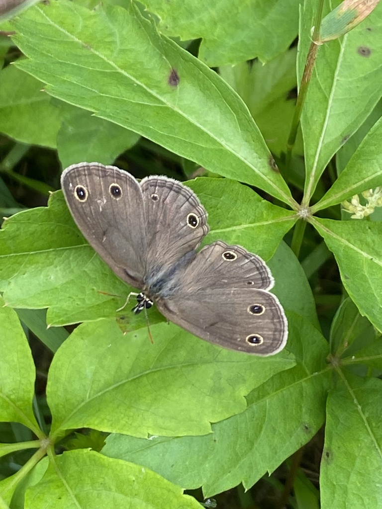 Little Wood Satyr from Old Weaver Trail, Creedmoor, NC, US on May 19