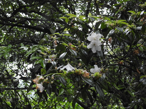 Hong Kong Azalea