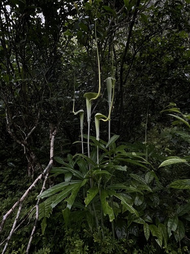 Dancing Crane Cobra Lily