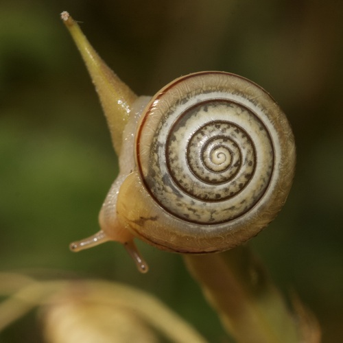 Portugala inchoata