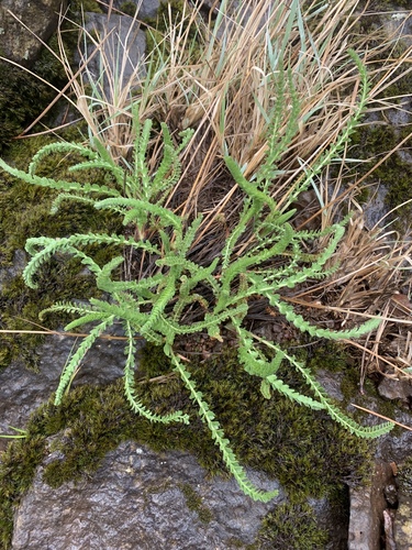 manyleaf mousetail (Ivesia multifoliolata)
