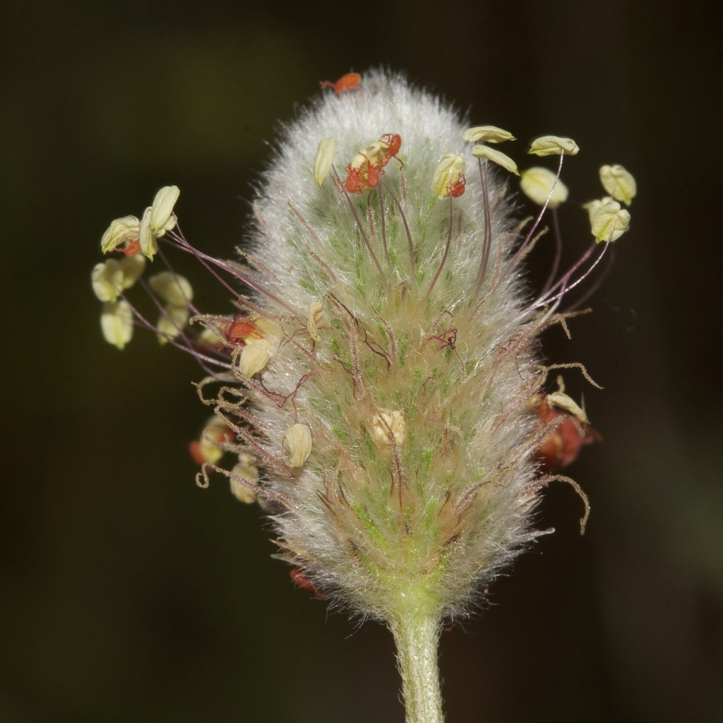 Hare's-foot plantain
