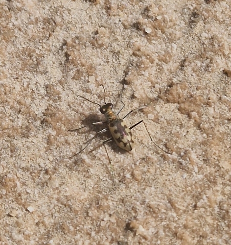 Cephalota circumdata imperialis