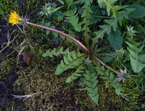 many-coloured dandelion (Taraxacum multicolorans)