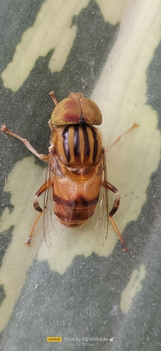 Eristalinus arvorum