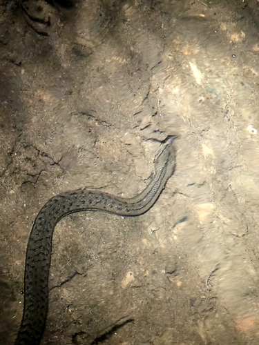 Macleay's Water Snake sighting