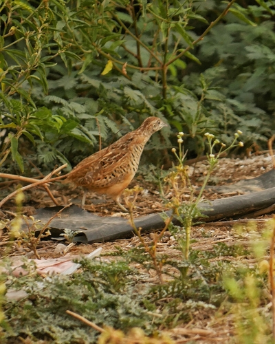 Barred Buttonquail