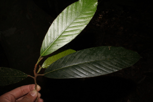 Dipterocarpus gracilis