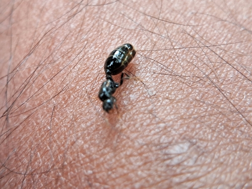 Trichomyrmex wroughtoniTrichomyrmex wroughtoni