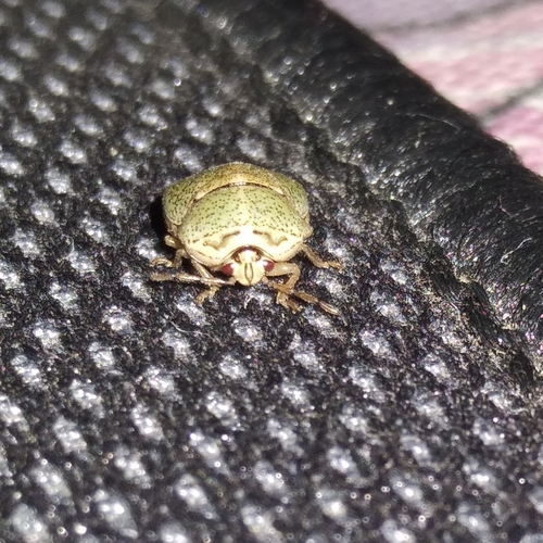 Kudzu Bug
