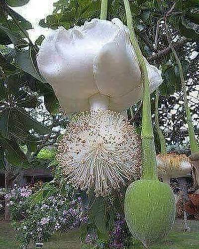 African baobab