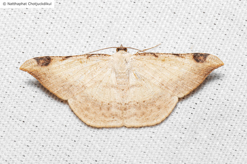 Luxiaria phyllosaria Walker, 1860