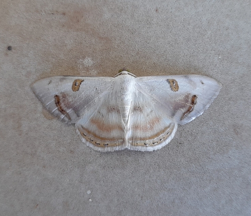 Argyrotome arcuata