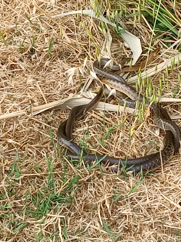 Aesculapian Snake from Z. LVI Grottarossa, Roma RM, Italia on May 20 ...