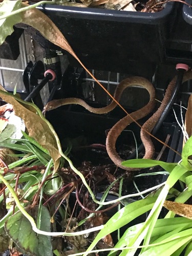 Brown Tree Snake sighting