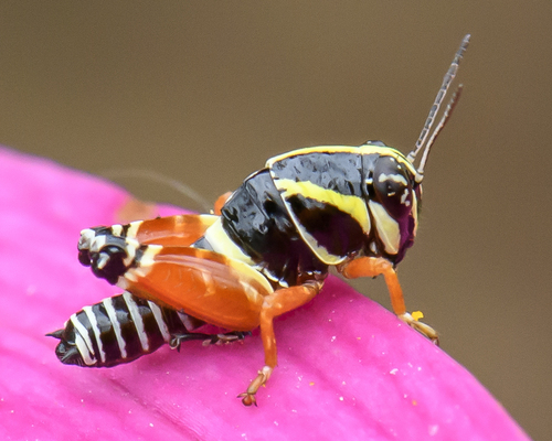 Aztec Spur-throated Grasshopper