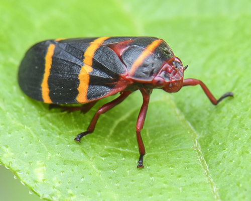 Two-lined Spittlebug