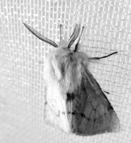 iNaturalist observation photo of Wandering Tiger Moth