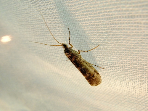 iNaturalist observation photo of Caddisflies