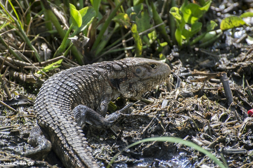 Paraguay Caiman Lizard (Dracaena paraguayensis)  iNaturalist