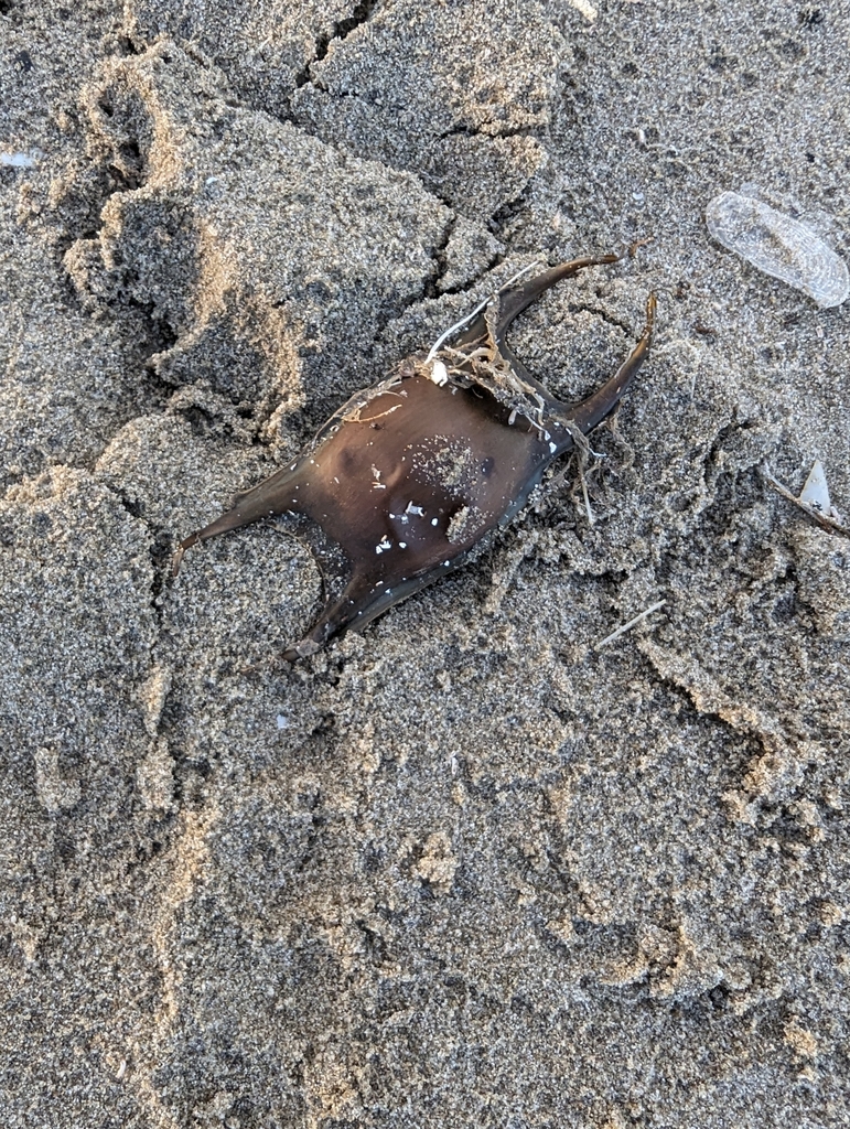 Thornback Skate in May 2024 by Noel Robert · iNaturalist