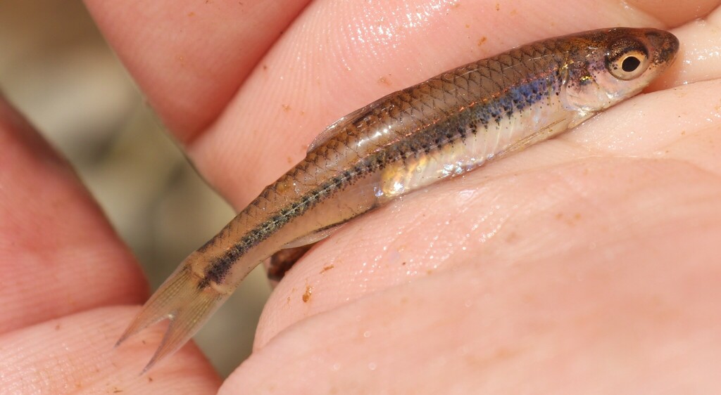 Bluntnose Minnow in May 2024 by brandonh1 · iNaturalist