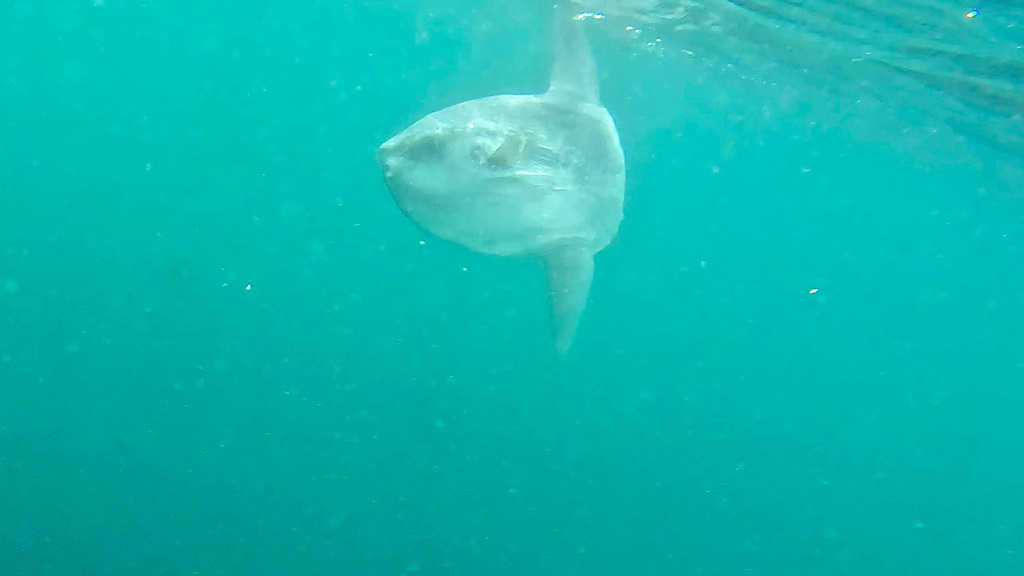 Common Mola from Oceano Atlântico Norte, Sesimbra, PT on May 19, 2024 ...