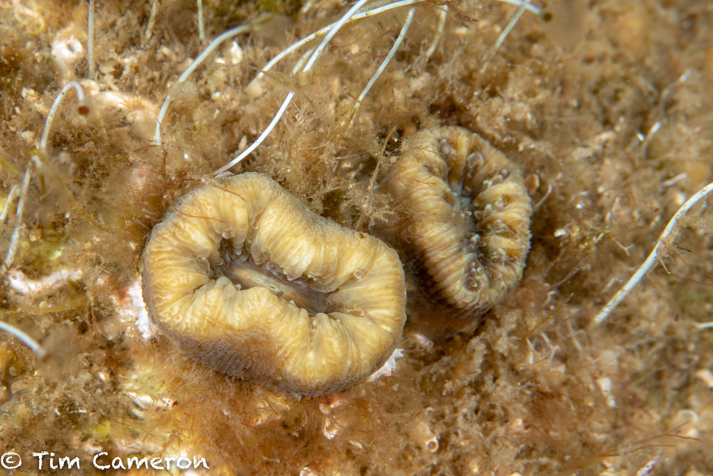 Cup Coral