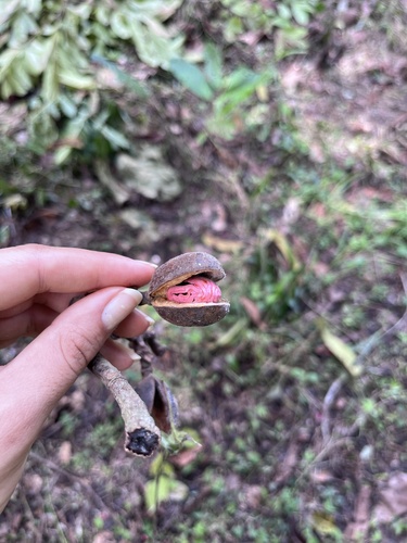 African Nutmeg