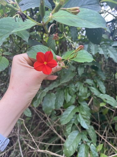 Mussaenda elegans