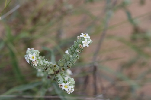 Variety Oreocarya suffruticosa cinerea · iNaturalist Canada