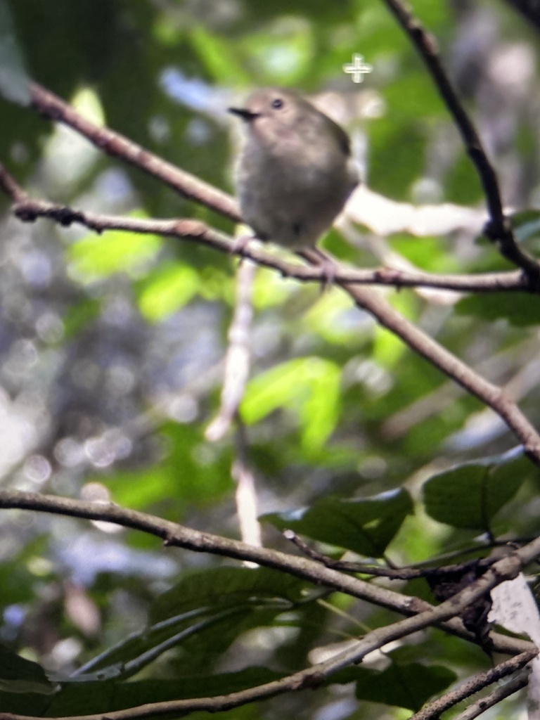 Large-billed Scrubwren from Bunya St, Yungaburra, QLD, AU on May 20 ...