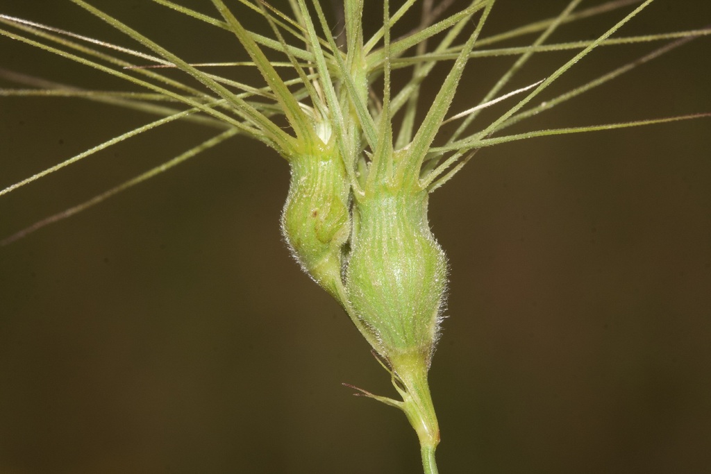 Aegilops geniculata (Aegilops geniculata)