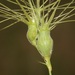Aegilops geniculata - Photo 由 Joao Tiago Tavares 所上傳的 (c) Joao Tiago Tavares，保留所有權利