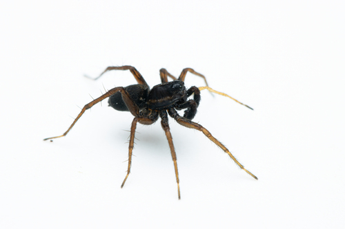 Pin-Stripe Wolf Spider Complex