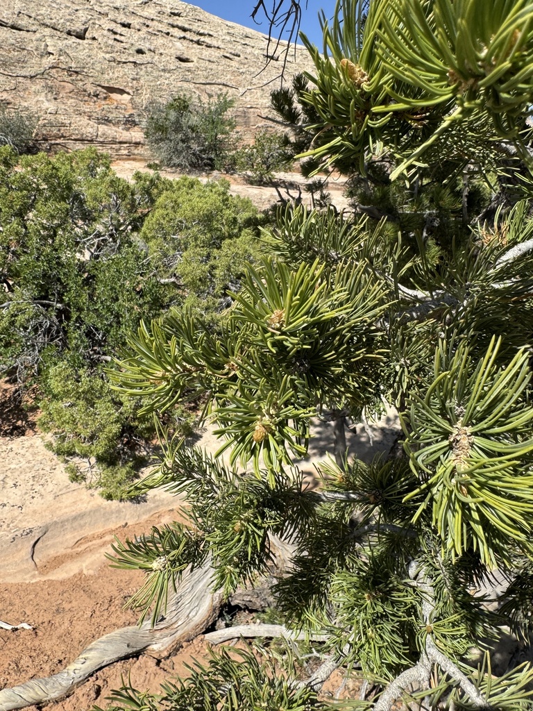 Colorado Pinyon from Arches National Park, Moab, UT, US on May 20, 2024 ...