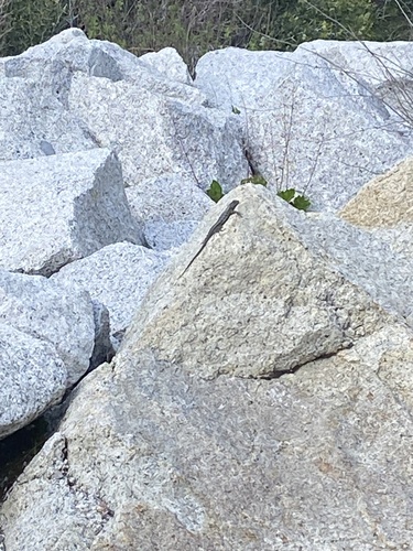 iNaturalist observation photo of Spiny Lizards
