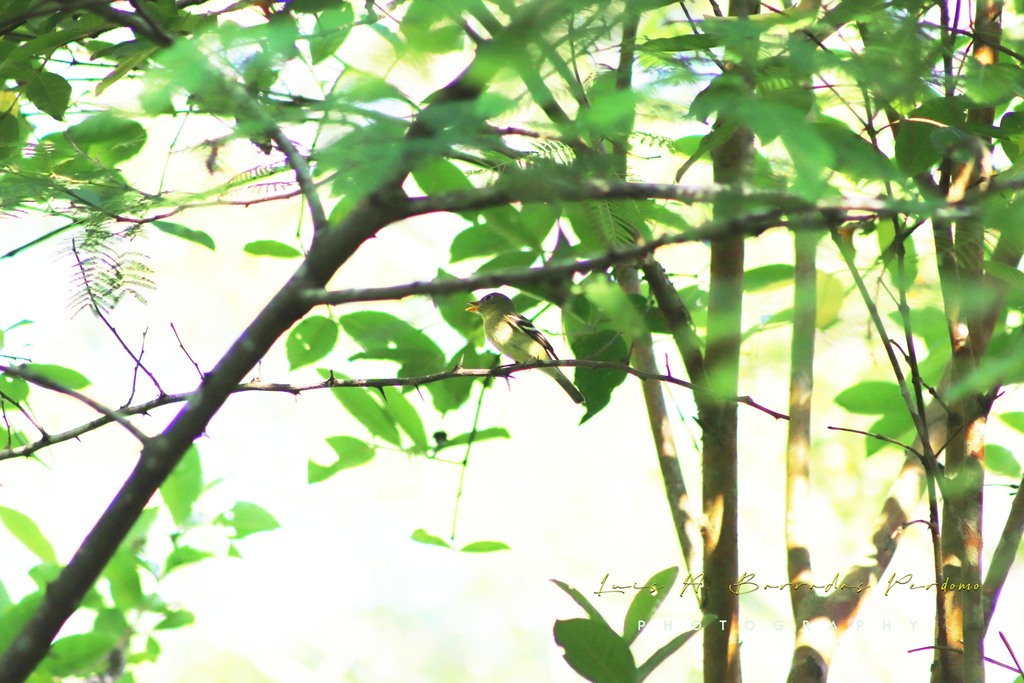 Yellowbellied Flycatcher from Nido del Halcón, Col Santa Bárbara, Ver